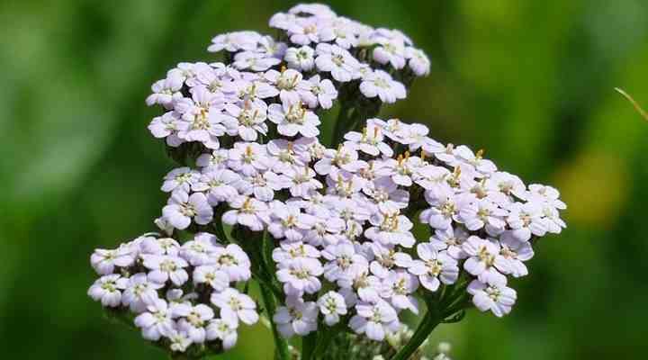 Achillea millefolium