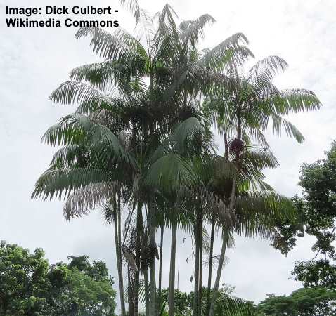 Açaí Palm (Euterpe oleracea)