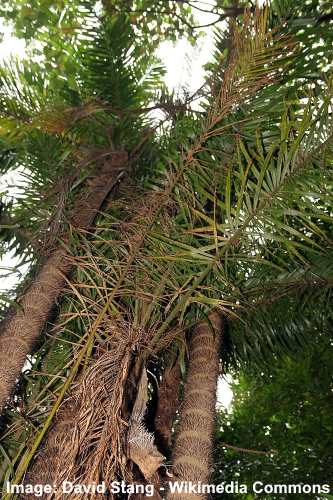 Peach Palm (Bactris gasipaes)