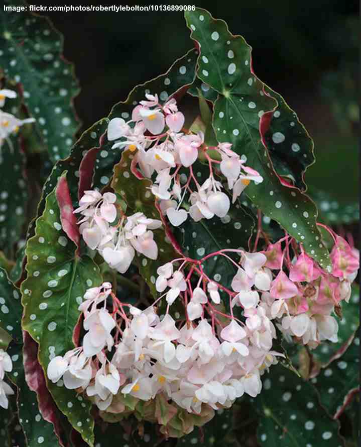 Begonia Maculata Care How To Grow Polka Dot Begonia Smart