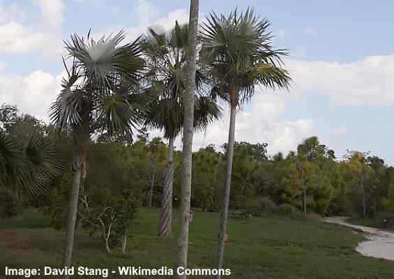 Proctor's Silver Palm