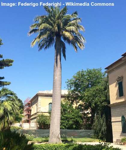 06/2023 66 Types Of Palm Trees With Identification Guide (Pictures & Name)