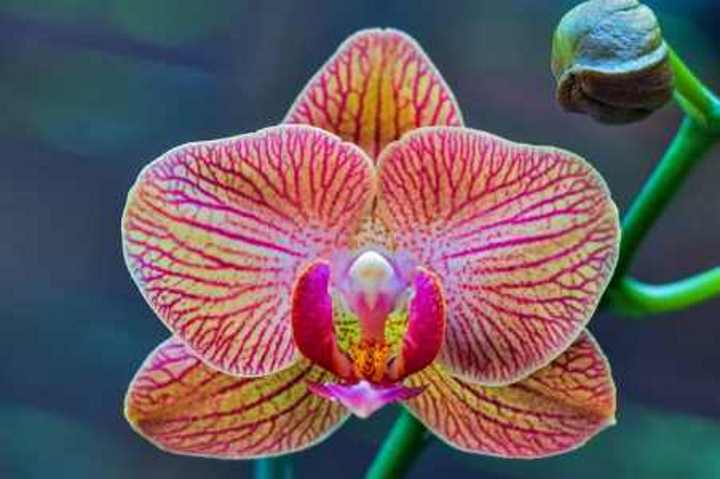 Orquídea Phalaenopsis