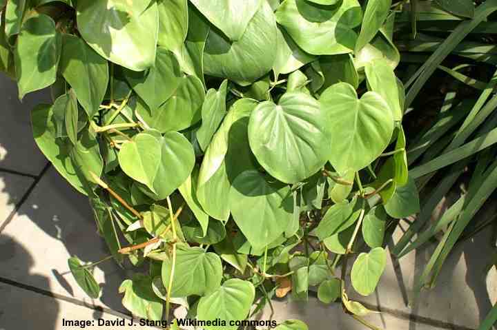 Philodendron hederaceum