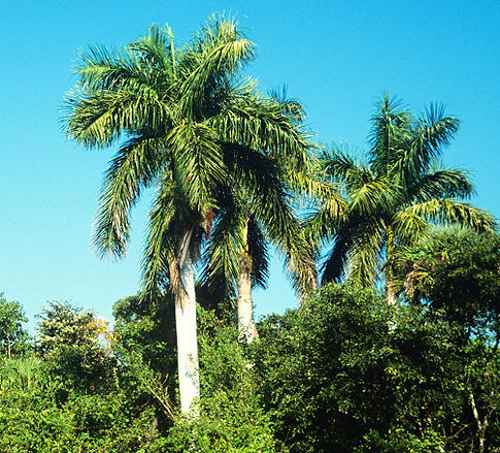 Florida Royal Palm (Roystonea regia)