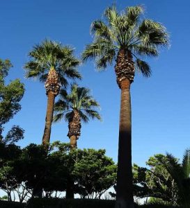 Types Of California Palm Trees With Identification (pictures & Names)