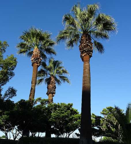 California Fan Palm (Washingtonia filifera)