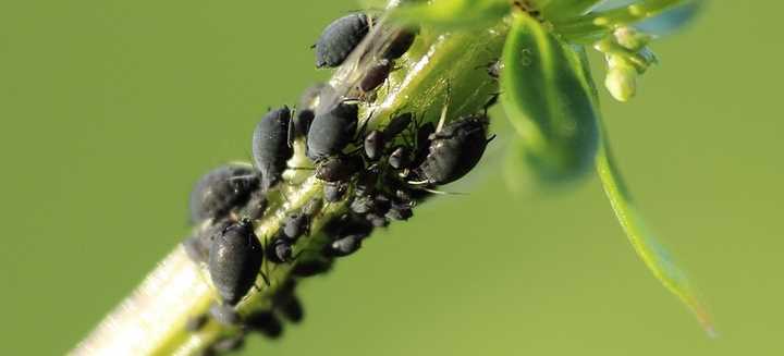 Lebenszyklus der schwarzen Blattläuse