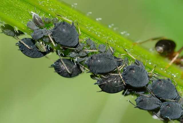 schwarze Blattläuse 