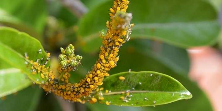 Daño de pulgones a las plantas