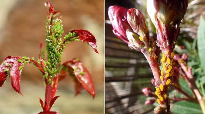 organico di afidi controllo