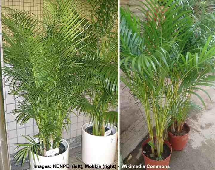Колко да поливаме стайни палмови растения
