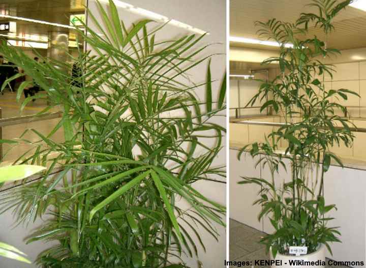 bamboo palm indoor plant