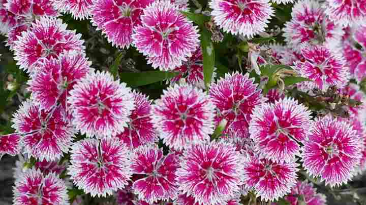 Dianthus