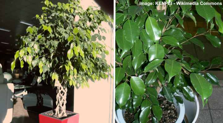 ficus benjamina