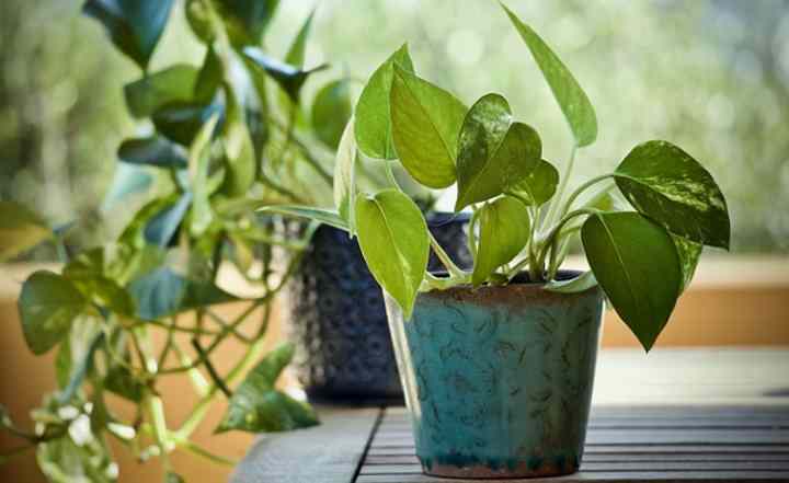 Indoor evergreen climbing plants