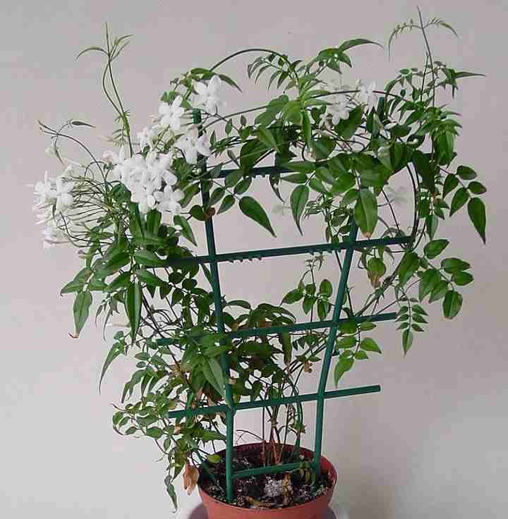 The Best Indoor Vine Plants And Climbers With Pictures