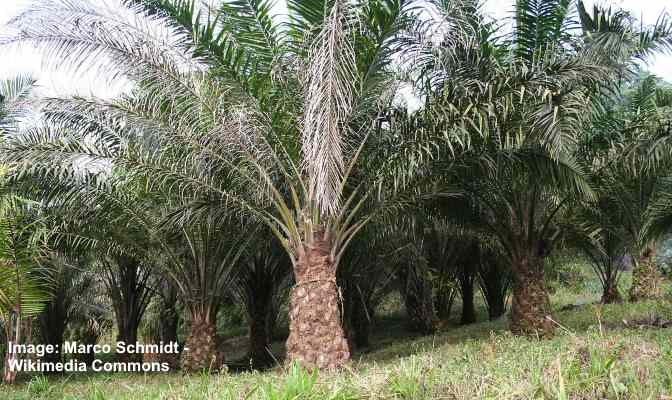 Oil Palm (Elaeis guineensis) 