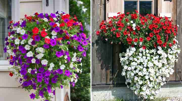 The Best Hanging Flower Basket Ideas (Pictures and Plant Care)