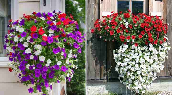 The Best Hanging Flower Basket Ideas Pictures And Plant Care