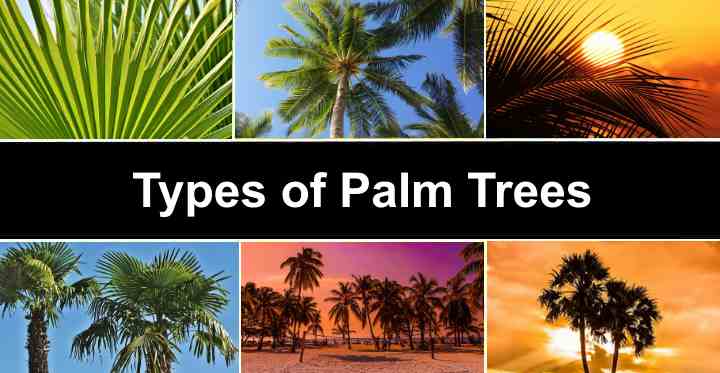 Diagram Types Of Palm Trees