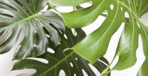 Monstera Deliciosa Care: How to Grow Swiss Cheese Plant (Monstera)