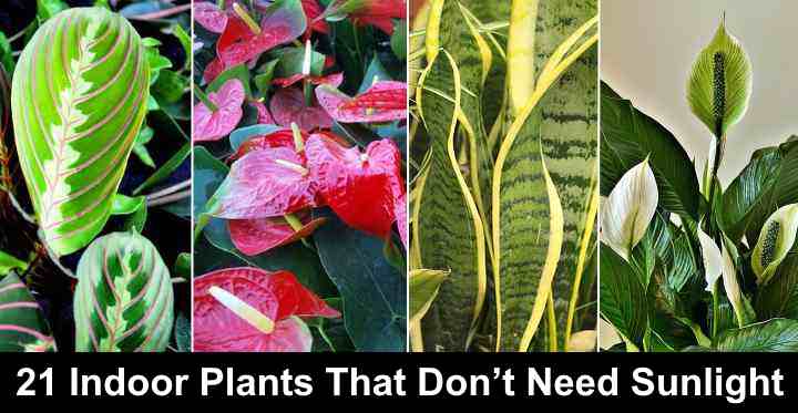 house plants requiring no sunlight