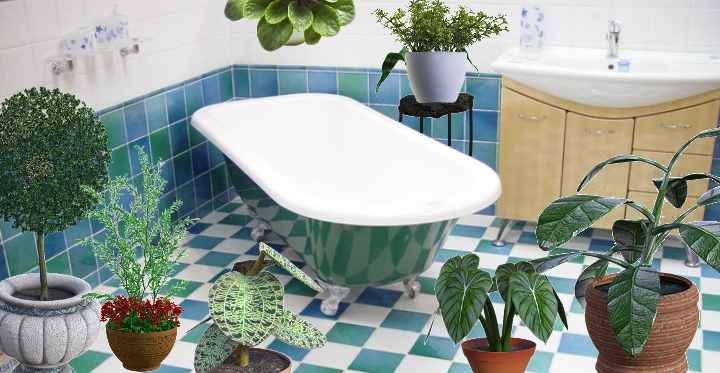 best plants for bathroom no light