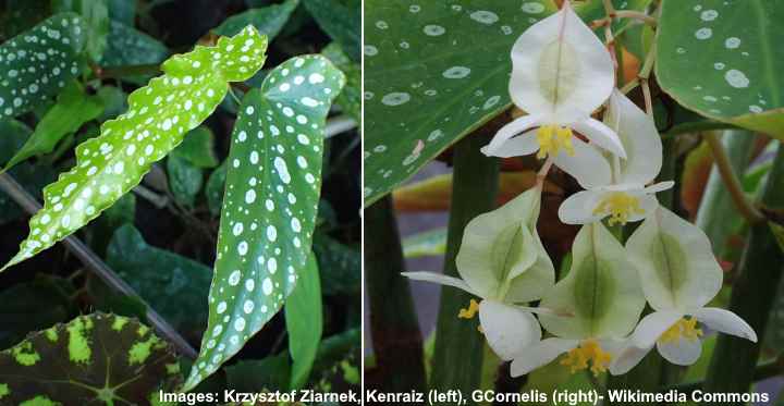 RARE LIVE Variegated Begonia Maculata ‘Wightii’  Angel Wing Polkadot PLANT #2 