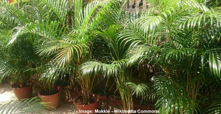 cat palm toxic to dogs