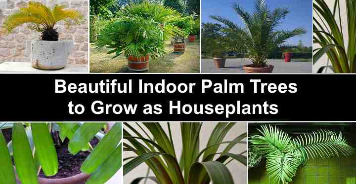 Identifying indoor palm plants