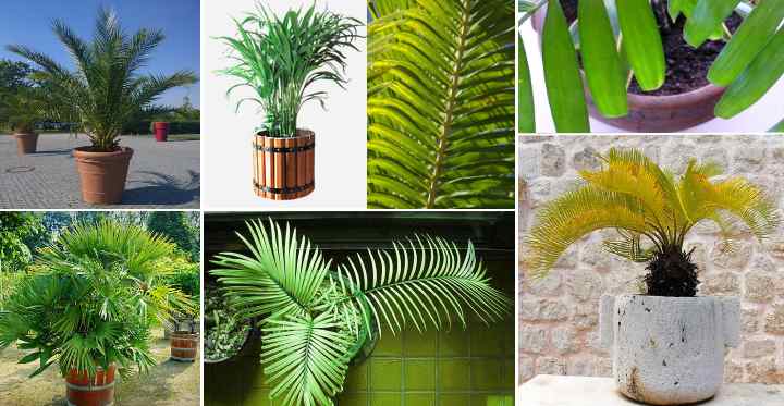 How to care for an indoor palm plant