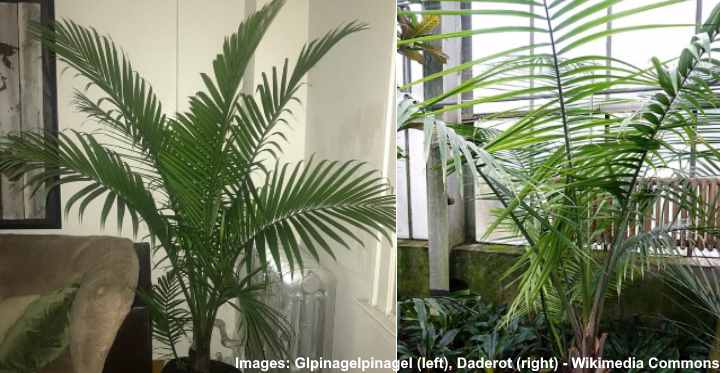 Majesty (Ravenea) Palm Care: How to Grow Ravenea Plant Indoors