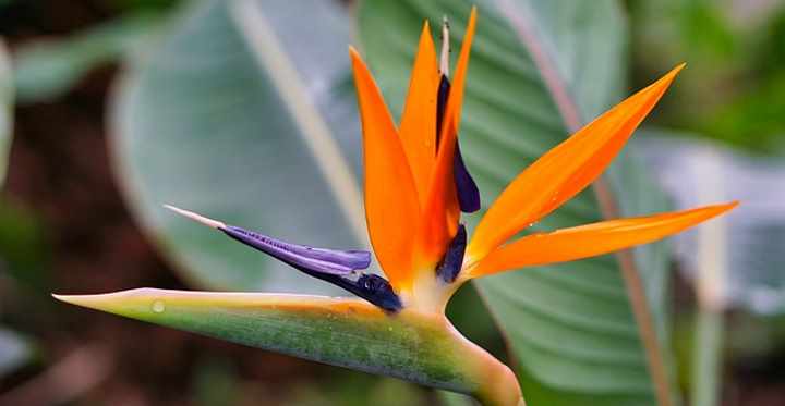 Bird of Paradise Strelitzia Care How to Grow Bird of Paradise Plant ...