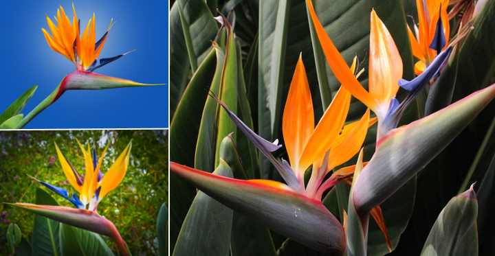 blue bird of paradise plant