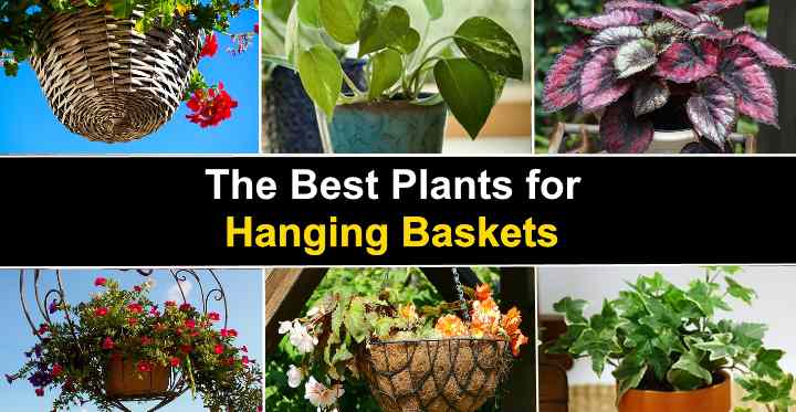 The Best Plants For Hanging Baskets Flowers And Other - What To Plant In Wall Baskets