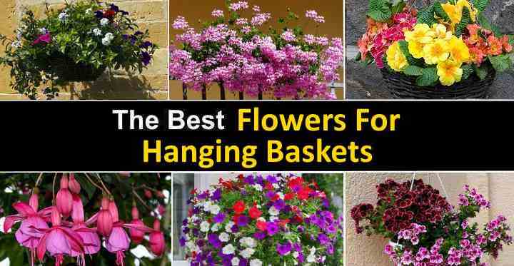 The Best Hanging Flower Basket Ideas Pictures And Plant Care - Best Plants For Wall Baskets
