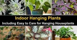 Indoor Hanging Plants: Easy to Care for Hanging Houseplants