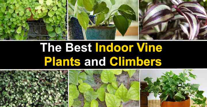 Vine plant for indoors