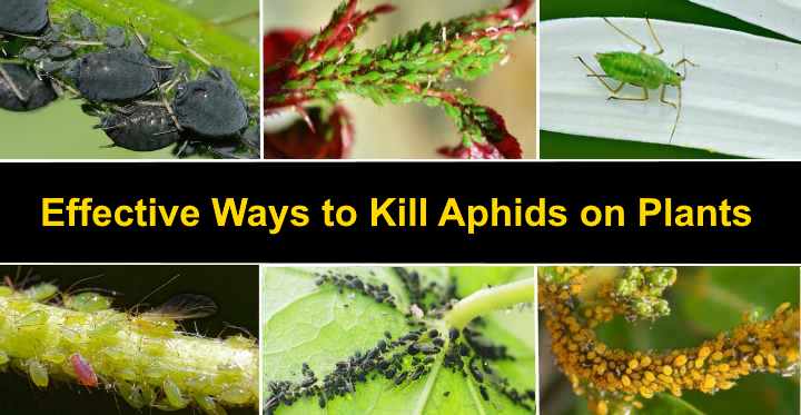 Black aphids on indoor plants