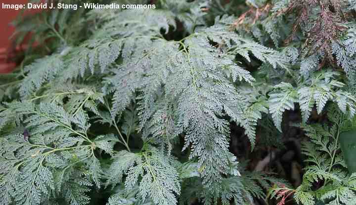 Rabbitt's foot fern