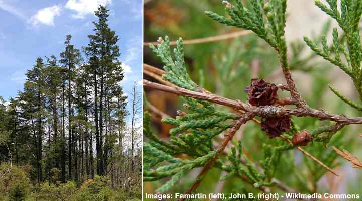 Types of Coniferous Trees (Including Deciduous Vs. Coniferous Trees)