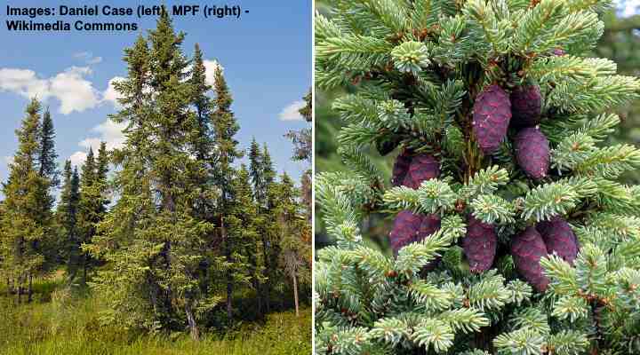 coniferous forest plants list