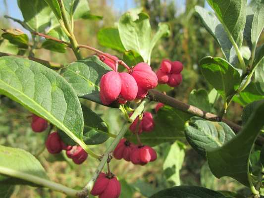 Spindles (Euonymus europaeus)