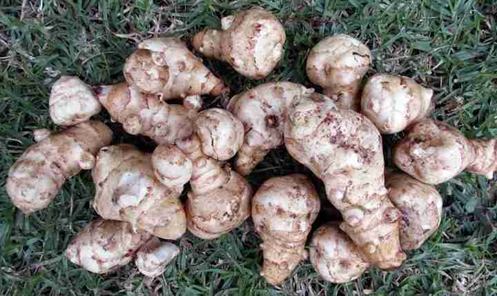 Jerusalem artichoke