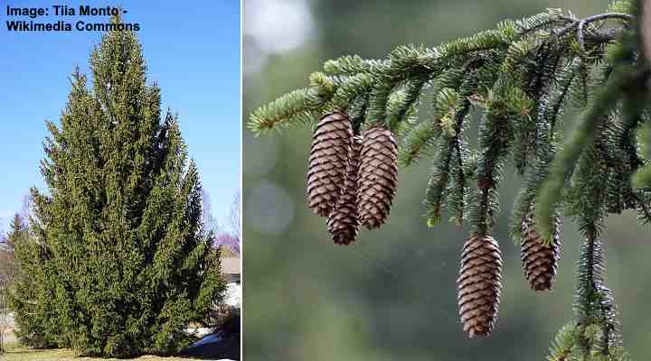 types of conifer trees