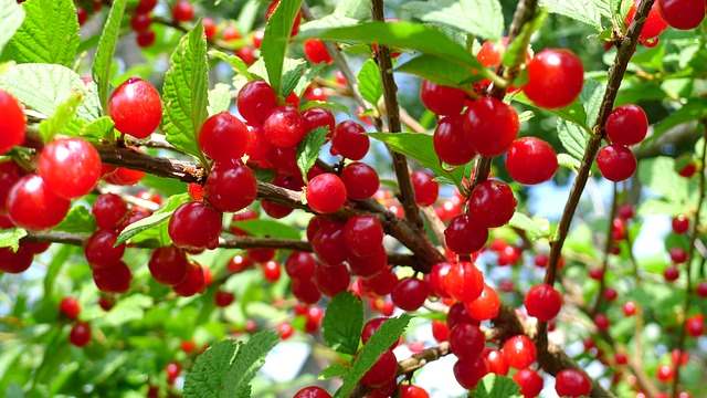 Nanking Cherry (Prunus tomentosa)