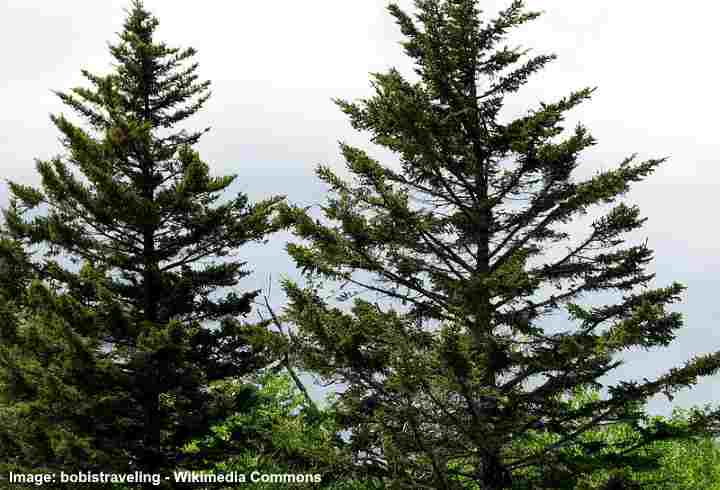 Types Of Coniferous Trees Plus Deciduous Vs Coniferous Trees