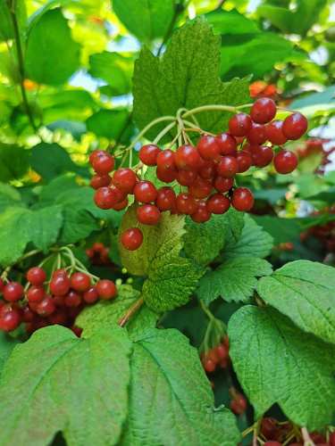 High Bush Cranberries (Viburnum trilobum)