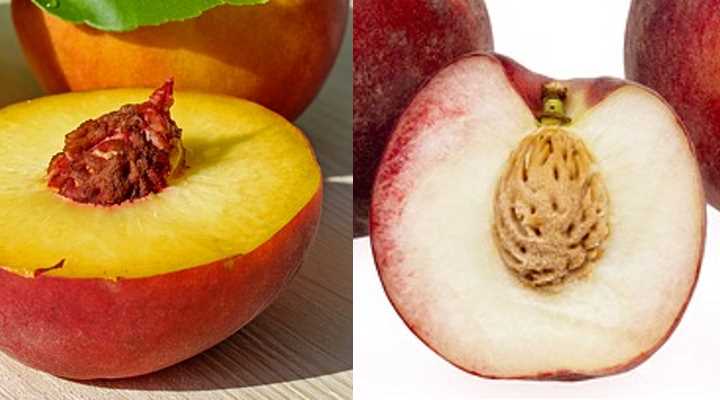 All About Peaches: The Differences Between White and Yellow Peaches,  Clingstone and Freestone Peaches